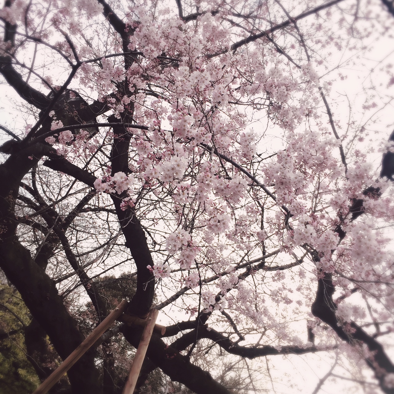 「桜」