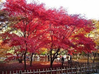 「井の頭公園 紅葉」