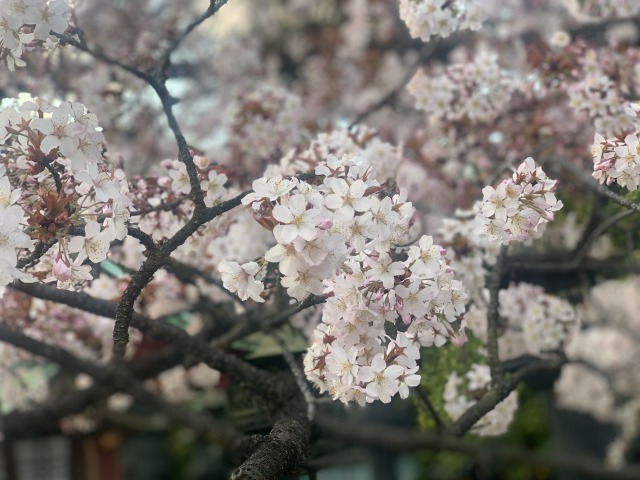 「上野公園お花見」